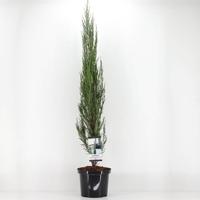 Juniperus scopulorum blue arrow 120 cm Conifeer Jeneverbes Warentuin Natuurlijk - Warentuin natuurlijk - thumbnail