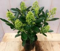 Skimmia wit 20 cm Warentuin Natuurlijk - Warentuin natuurlijk - thumbnail