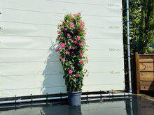 Mandevilla Roze Mandevilla Roze