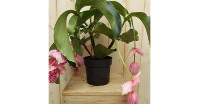 3 stelen en 3 bloemen Trosbloem roze Medinilla Magnifica kamerplant Warentuin Natuurlijk - Warentuin natuurlijk