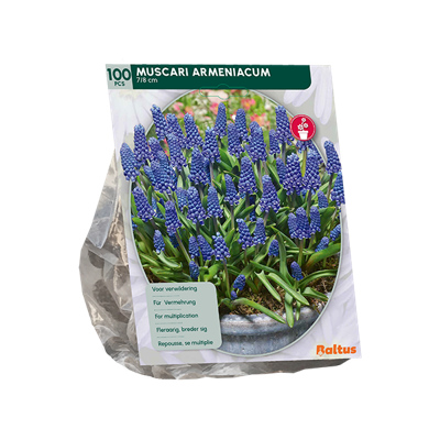 Blauwe Druifjes Blauwe Druifjes