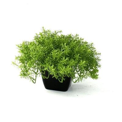 Senecio vetplant 30cm Senecio vetplant 30cm