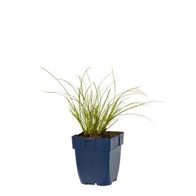 Carex test. Prairie Fire vaste plant Griffioen - Griffioen Carex test. Prairie Fire vaste plant Griffioen - Griffioen