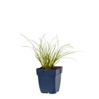 Carex test. Prairie Fire vaste plant Griffioen - Griffioen - thumbnail