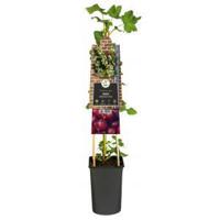 Blauwe Druif Vitis Frankenthaler 75 cm klimplant - thumbnail
