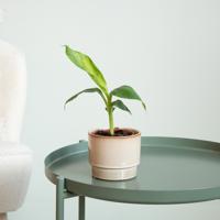 Musa Dwarf Cavendish Variegata - P9 - thumbnail