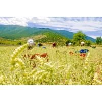 Sonnentor Losse Griekse Bergthee - thumbnail