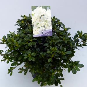 Rododendron (Rhododendron Japonica "Pleasant White") heester - 30-35 cm - 1 stuks