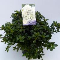 Rododendron (Rhododendron Japonica "Pleasant White") heester - 30-35 cm - 1 stuks - thumbnail