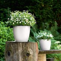 Jardiniere - Classico kleur 28 - Complete set - Wit - 9 L - LECHUZA - thumbnail