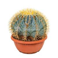 Ferocactus glaucescens M kamerplant - thumbnail