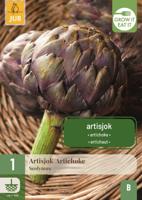 Cynara scolymus bol/knol JUB 1 stuks - Jub - thumbnail