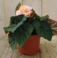 3 stuks! Knolbegonia Tuberhybrida roze Warentuin Natuurlijk - Warentuin natuurlijk - thumbnail