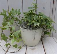 Klimop Hedrea bont creme pot 25 cm Warentuin Natuurlijk - Warentuin natuurlijk - thumbnail
