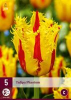 Tulp Phantom 5 bollen - thumbnail