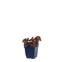 Heuchera micr. Palace Purple vaste plant Griffioen - Griffioen - thumbnail