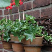 Bloempot houder drie houders / Esschert Design - thumbnail