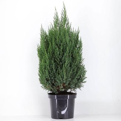 Juniperus chinensis stricta 100 cm Conifeer Chinese jeneverbes Warentuin Natuurlijk - Warentuin natuurlijk