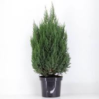 Juniperus chinensis stricta 100 cm Conifeer Chinese jeneverbes Warentuin Natuurlijk - Warentuin natuurlijk - thumbnail