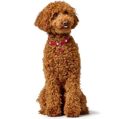 HUNTER Hondenhalsband Love, bruin-zwart, Maat: 80