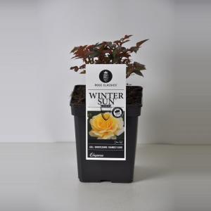 Grootbloemige roos (rosa "Winter Sun"®) - C5 - 1 stuks