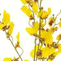 Oncidium orchid spray yellow 93 cm kunstbloem Erutan Avon - Erutan avon - thumbnail