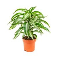 Dracaena jade jewel khaeyut guzeeth kamerplant - thumbnail