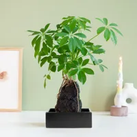 Schefflera op Lavasteen - P20 - thumbnail