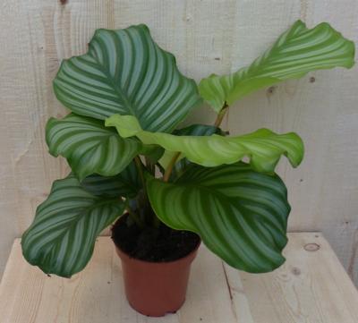 Calathea Orbifolia Pauwenplant groen blad gestreept 30 cm kamerplant Warentuin Natuurlijk - Warentuin natuurlijk
