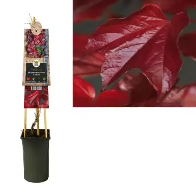 Klimplant Parthenocissus Veitchii - Oosterse Wilde Wingerd