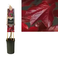 Klimplant Parthenocissus Veitchii - Oosterse Wilde Wingerd - thumbnail