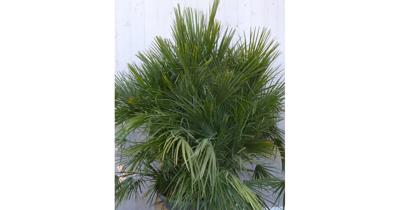 Winterharde palmboom chamaerops humilis 160 cm hoog Europese dwergpalm Warentuin Natuurlijk - Warentuin natuurlijk