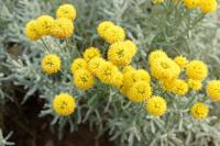 Heiligenbloem - thumbnail