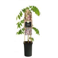 Blauwe Regen Wisteria Floribunda Rosea 120 cm klimplant - thumbnail