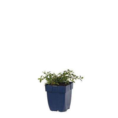 Cistus Obtusifolius vaste plant Griffioen - Griffioen