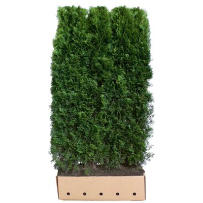 Kant & klaar haag Thuja occidentalis smaragd 200 x 100 cm breed Westerse levensboom Quickhedge - Quickhedge