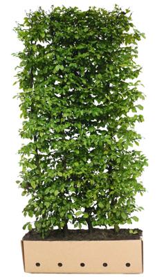 Kant & klaar haag Carpinus betulus 120 x 100 cm breed Haagbeuk Quickhedge - Quickhedge
