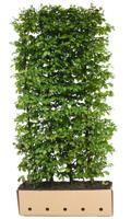 Kant & klaar haag Carpinus betulus 120 x 100 cm breed Haagbeuk Quickhedge - Quickhedge - thumbnail