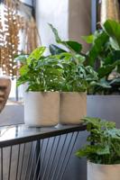 Sierpot Charlie XXS grijs - thumbnail