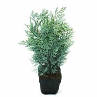 Schijncipres (Chamaecyparis lawsoniana "Van Pelt's Blue") conifeer - thumbnail