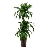Dracaena hawaiian sunshine trio S hydrocultuur plant - thumbnail