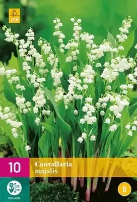 Bloembollen Convallaria Majalis 10st