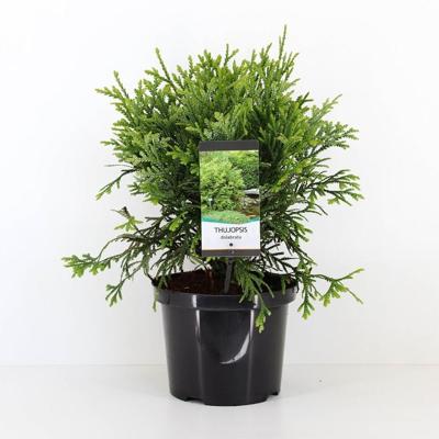 Thujopsis dolabrata 40-50 cm Conifeer Hibacipres Warentuin Natuurlijk - Warentuin natuurlijk