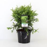 Thujopsis dolabrata 40-50 cm Conifeer Hibacipres Warentuin Natuurlijk - Warentuin natuurlijk - thumbnail
