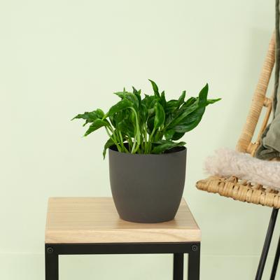 Epipremnum Shangri-La Godzilla - P12 Epipremnum Shangri-La Godzilla - P12