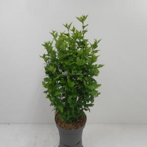 Hibiscus syriacus Woodbridge - 80 cm - 4 stuks