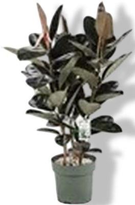 Ficus Makana - Sofia Toef Potmaat 30 H120-130 kamerplant Beautanic Lifestyle - Beautanic lifestyle Ficus Makana - Sofia Toef Potmaat 30 H120-130 kamerplant Beautanic Lifestyle - Beautanic lifestyle