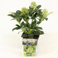 Skimmia (Skimmia Japonica “Fragrant Cloud”) heester - 15-20 cm (P10,5) - 11 stuks - thumbnail