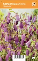Klokjesbloem (campanula punctata "Rubrifolia") zomerbloeier - 12 stuks - thumbnail