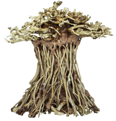 Bonsai Mushroom - S Bonsai Mushroom - S